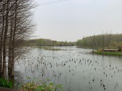 -昆山城市生态森林公园