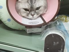 -半岛宠物医院24小时(西派城店)