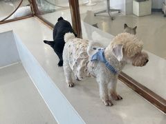 -共舞时光猫咖·狗咖(新街口店)