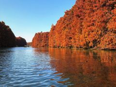 -上海海湾国家森林公园