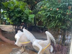 -熊猫自助餐厅.萌趣城堡(长隆熊猫酒店)