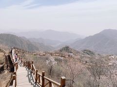 -大岭沟猕猴桃谷风景区