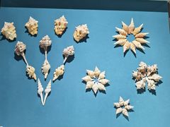 -青岛贝壳博物馆