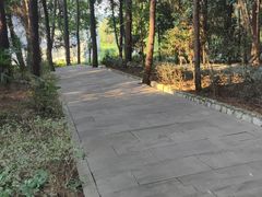 -铁山坪森林公园