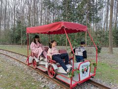 -合肥滨湖国家森林公园