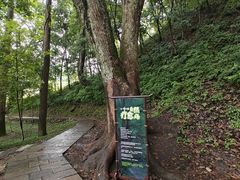 -石台牯牛降景区