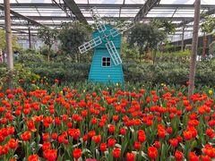 -南宫五洲植物乐园