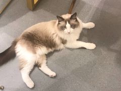 -飞行喵MR PILOT|猫舍·猫咖(静安大融城店)