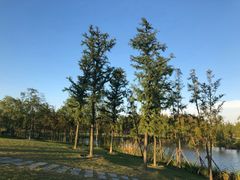 -上海长兴岛郊野公园