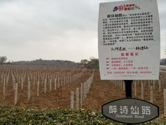 -北京张裕爱斐堡酒庄