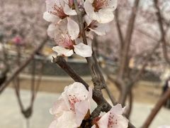 -桃花堤公园