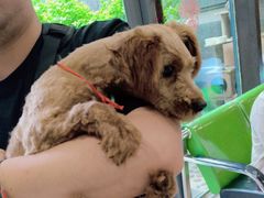 -爱侣·安琦尔宠物医院·中兽医针灸·心内科·狂犬免疫点(宝山区院)