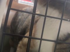 -瑞派旺宝宠物医院·犬猫全科综合·尿道专科(莲兴院)