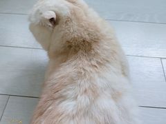 -喵的天空名猫咖啡馆·撸猫·猫舍·用品