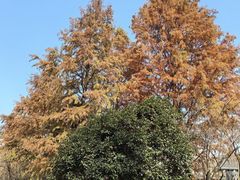 -泰州凤城河风景区-泰山公园