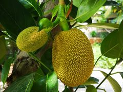 -三亚珠江南田温泉度假区