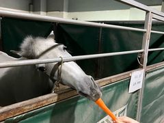 -李振强马术运动推广中心(南城店)