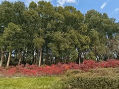 -昆山城市生态森林公园