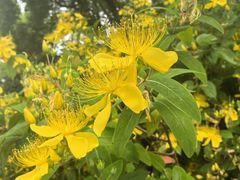 -上海吴淞炮台湾国家湿地公园