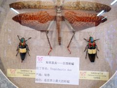 -上海昆虫博物馆