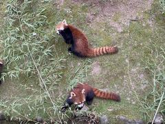 -西安秦岭野生动物园