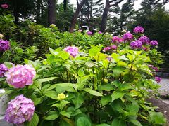 -神户市立六甲山牧场