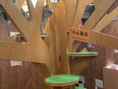 -MOCHA明星猫咖(田子坊店)