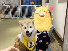 -逗柴咖啡屋·狗咖猫咖宠物桌游