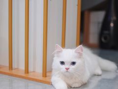 -山宅一喵德文卷毛猫舍