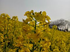 -西京湾花海