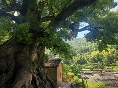 -杨家堂村