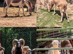 -青藏高原野生动物园