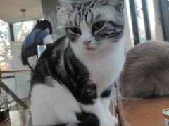-猫小院猫主题餐厅(南锣旗舰店)