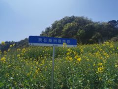 -桑洲油菜花景区