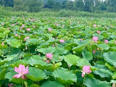 -羊亭河湿地公园