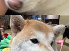 -逗柴咖啡屋·狗咖猫咖宠物桌游