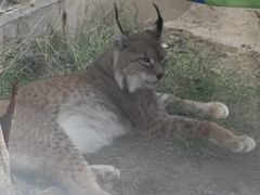 -青藏高原野生动物园