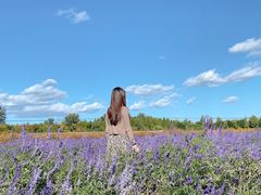 -北京东方普罗旺斯薰衣草庄园