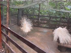 -海南热带野生动植物园