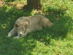 -西霞口神雕山野生动物世界