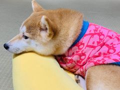 -逗柴咖啡屋·狗咖猫咖宠物桌游
