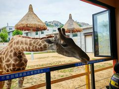-西霞口神雕山野生动物世界
