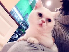 -李小姐の猫咖啡馆(五角场店)