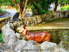 -清迈夜间动物园