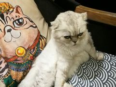 -more than meow吴止猫主题餐厅(承德 中船汇店)