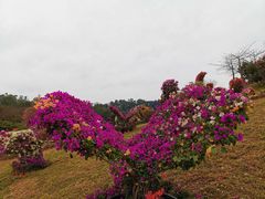 -东莞植物园