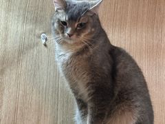 -MOCHA明星猫咖(田子坊店)