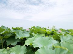 -嘉北郊野公园