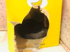 -三花喵·撸猫购宠·宠物生活馆(虹桥南丰城店)