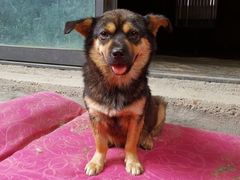 -米苏动物医院·犬猫专科·骨科外科内窥镜
